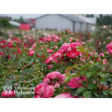 Corazon® Drobne, pełne kwiaty, białe-czerwonej barwy. Niziutki krzew.