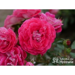 Corazon® Drobne, pełne kwiaty, białe-czerwonej barwy. Niziutki krzew.