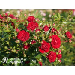 Crimson Siluetta® Drobne, pełne kwiatuszki, bordowej barwy. Wysoki krzew.