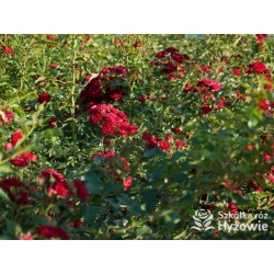 Crimson Siluetta® Drobne, pełne kwiatuszki, bordowej barwy. Wysoki krzew.