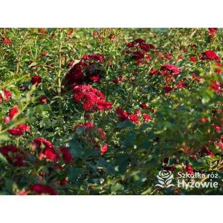 Crimson Siluetta® Drobne, pełne kwiatuszki, bordowej barwy. Wysoki krzew.
