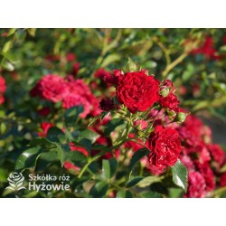 Crimson Siluetta® Drobne, pełne kwiatuszki, bordowej barwy. Wysoki krzew.