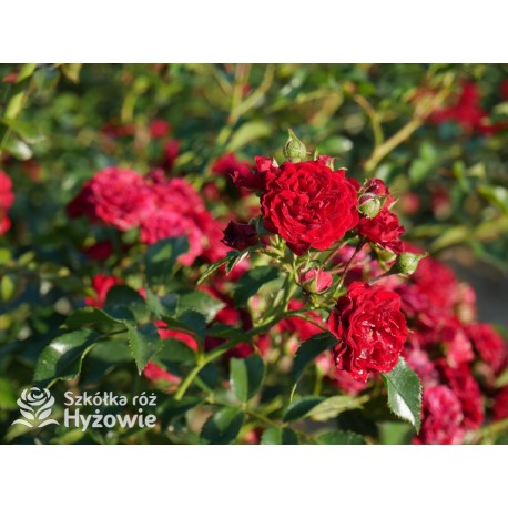 Crimson Siluetta® Drobne, pełne kwiatuszki, bordowej barwy. Wysoki krzew.