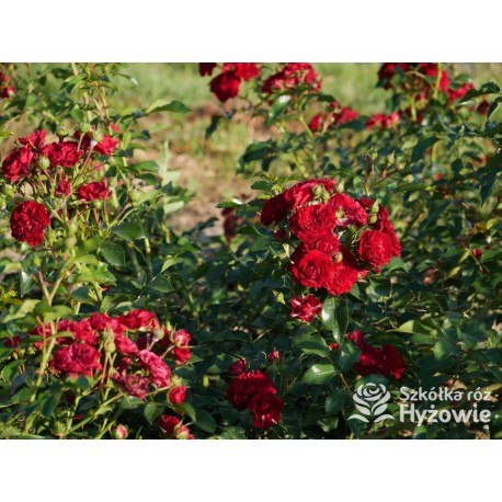 Crimson Siluetta® Drobne, pełne kwiatuszki, bordowej barwy. Wysoki krzew.