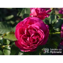 Für Elise® Niewielkie kwiaty, mocno nabite płatkami, fioletowej barwy, bardzo przyjemnie pachnące. Lśniące liście. Niski krzew