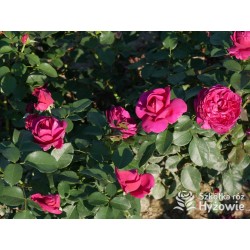 Für Elise® Niewielkie kwiaty, mocno nabite płatkami, fioletowej barwy, bardzo przyjemnie pachnące. Lśniące liście. Niski krzew