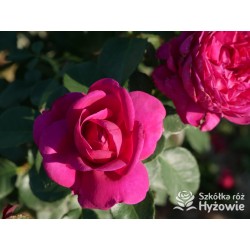 Für Elise® Niewielkie kwiaty, mocno nabite płatkami, fioletowej barwy, bardzo przyjemnie pachnące. Lśniące liście. Niski krzew