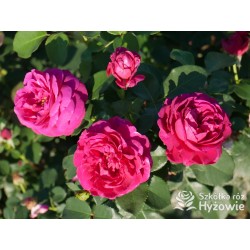 Für Elise® Niewielkie kwiaty, mocno nabite płatkami, fioletowej barwy, bardzo przyjemnie pachnące. Lśniące liście. Niski krzew