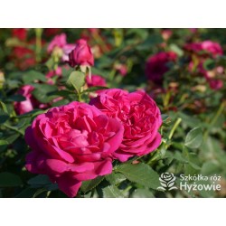 Für Elise® Niewielkie kwiaty, mocno nabite płatkami, fioletowej barwy, bardzo przyjemnie pachnące. Lśniące liście. Niski krzew