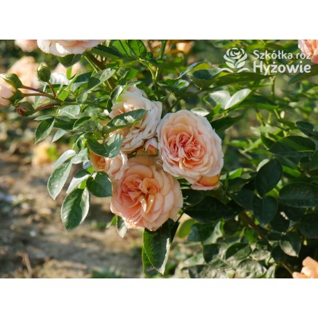 Circle of Life® Pokaźny kwiat, nabity płatkami, herbacianej barwy, mocno pachnący. Lśniący liść. Średniej wysokości krzew.