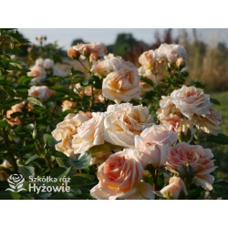 Circle of Life® Pokaźny kwiat, nabity płatkami, herbacianej barwy, mocno pachnący. Lśniący liść. Średniej wysokości krzew.