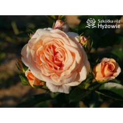 Circle of Life® Pokaźny kwiat, nabity płatkami, herbacianej barwy, mocno pachnący. Lśniący liść. Średniej wysokości krzew.