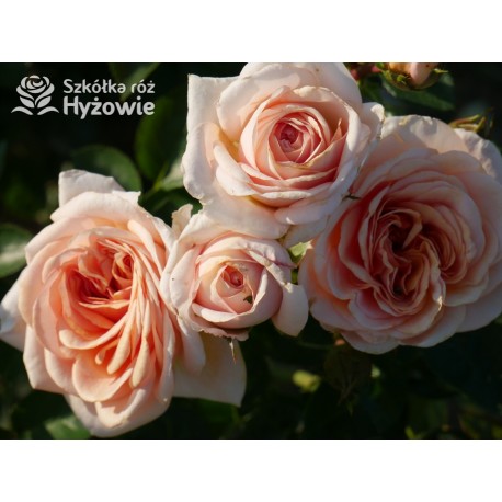 Circle of Life® Pokaźny kwiat, nabity płatkami, herbacianej barwy, mocno pachnący. Lśniący liść. Średniej wysokości krzew.