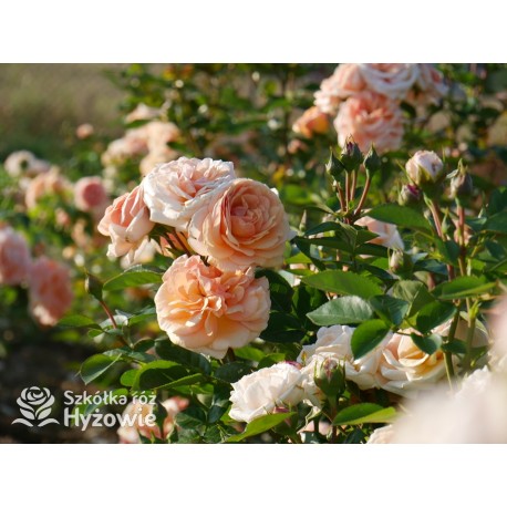 Circle of Life® Pokaźny kwiat, nabity płatkami, herbacianej barwy, mocno pachnący. Lśniący liść. Średniej wysokości krzew.