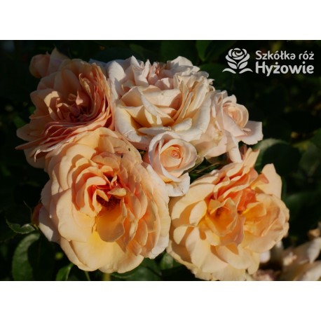 Circle of Life® Pokaźny kwiat, nabity płatkami, herbacianej barwy, mocno pachnący. Lśniący liść. Średniej wysokości krzew.