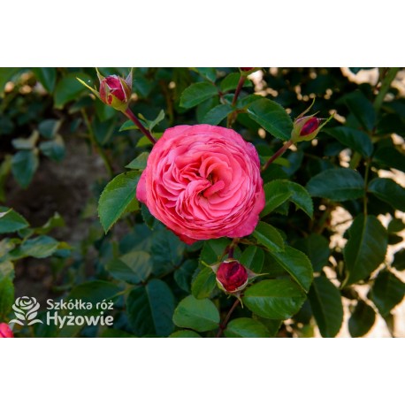 Rosanna® Duży, mocno pełny kwiat, o różowo-łososiowej barwie, przyjemnym zapachu. Wysoki krzew.