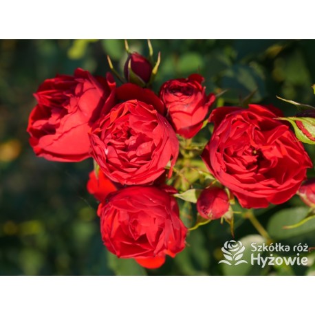 Manora® Niewielki kwiat, szczelnie nabity płatkami, czerwonej barwy. Lśniący liść. Niski krzew.