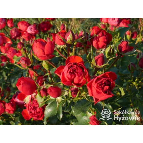 Manora® Niewielki kwiat, szczelnie nabity płatkami, czerwonej barwy. Lśniący liść. Niski krzew.