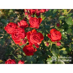 Manora® Niewielki kwiat, szczelnie nabity płatkami, czerwonej barwy. Lśniący liść. Niski krzew.