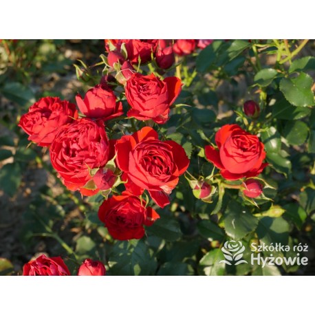 Manora® Niewielki kwiat, szczelnie nabity płatkami, czerwonej barwy. Lśniący liść. Niski krzew.