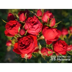 Manora® Niewielki kwiat, szczelnie nabity płatkami, czerwonej barwy. Lśniący liść. Niski krzew.