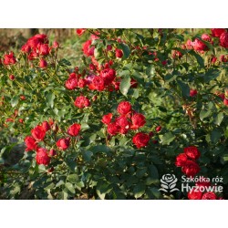 Manora® Niewielki kwiat, szczelnie nabity płatkami, czerwonej barwy. Lśniący liść. Niski krzew.