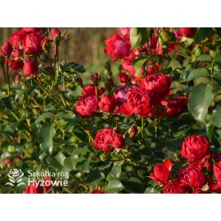 Manora® Niewielki kwiat, szczelnie nabity płatkami, czerwonej barwy. Lśniący liść. Niski krzew.