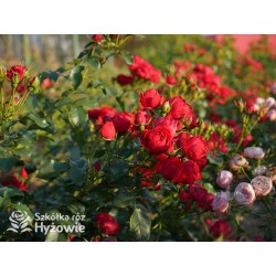 Manora® Niewielki kwiat, szczelnie nabity płatkami, czerwonej barwy. Lśniący liść. Niski krzew.