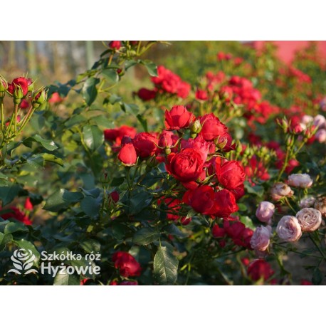 Manora® Niewielki kwiat, szczelnie nabity płatkami, czerwonej barwy. Lśniący liść. Niski krzew.