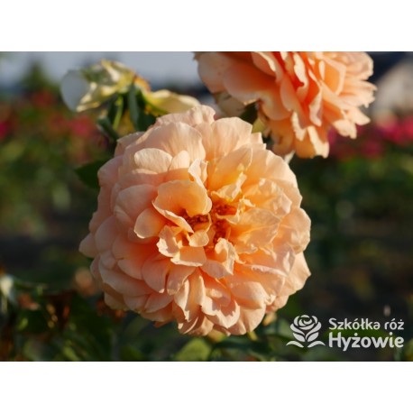 Skyline® Pokaźny kwiat, duża ilość płatków, herbaciana barwa, bardzo przyjemnie pachnie. Wysoki krzew.