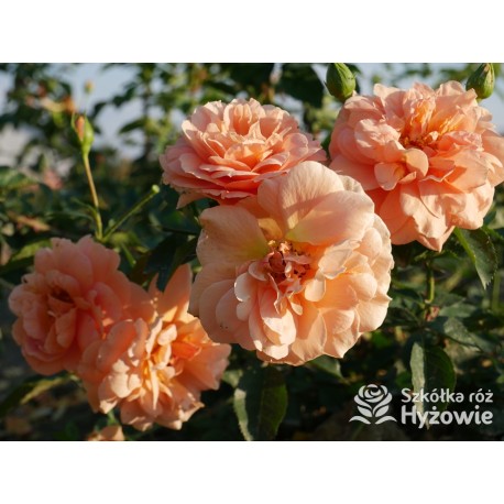 Skyline® Pokaźny kwiat, duża ilość płatków, herbaciana barwa, bardzo przyjemnie pachnie. Wysoki krzew.