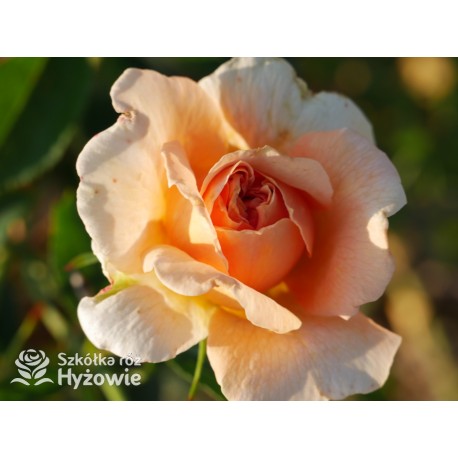 Skyline® Pokaźny kwiat, duża ilość płatków, herbaciana barwa, bardzo przyjemnie pachnie. Wysoki krzew.