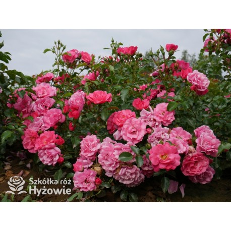 'Noatraum' / 'Flower Carpet' Niewielkie kwiaty, różowej barwy. Lśniący liść. Niski krzew.