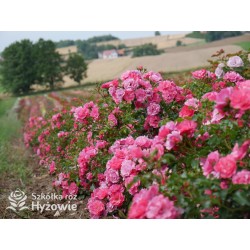 'Noatraum' / 'Flower Carpet' Niewielkie kwiaty, różowej barwy. Lśniący liść. Niski krzew.