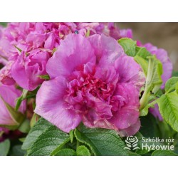 'Hansa' Duże kwiaty, ciemnoróżowej barwy, bardzo mocno pachnące. Średniej wysokości krzew.