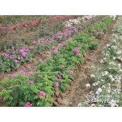 'Hansa' Duże kwiaty, ciemnoróżowej barwy, bardzo mocno pachnące. Średniej wysokości krzew.