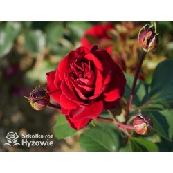 'Mushimara' Pokaźny kwiat, szczelnie wypełniony płatkami , bordowej barwy, bardzo przyjemnie pachnący. Wysoki krzew.