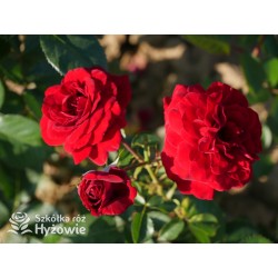 'Mushimara' Pokaźny kwiat, szczelnie wypełniony płatkami , bordowej barwy, bardzo przyjemnie pachnący. Wysoki krzew.