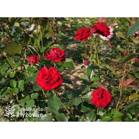 'Mushimara' Pokaźny kwiat, szczelnie wypełniony płatkami , bordowej barwy, bardzo przyjemnie pachnący. Wysoki krzew.