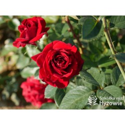 'Mushimara' Pokaźny kwiat, szczelnie wypełniony płatkami , bordowej barwy, bardzo przyjemnie pachnący. Wysoki krzew.