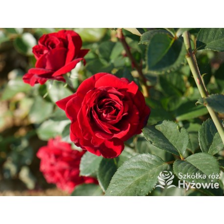 'Mushimara' Pokaźny kwiat, szczelnie wypełniony płatkami , bordowej barwy, bardzo przyjemnie pachnący. Wysoki krzew.