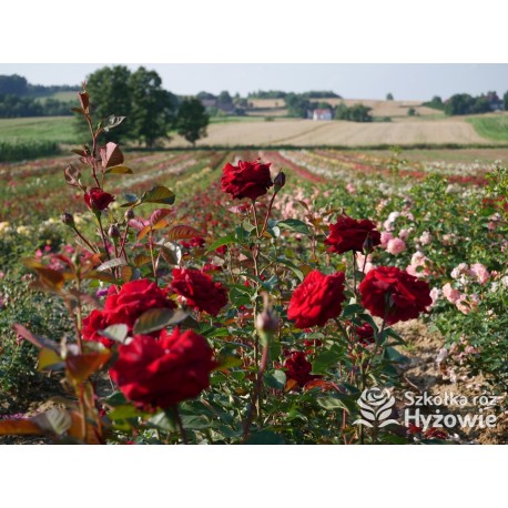 'Mushimara' Pokaźny kwiat, szczelnie wypełniony płatkami , bordowej barwy, bardzo przyjemnie pachnący. Wysoki krzew.