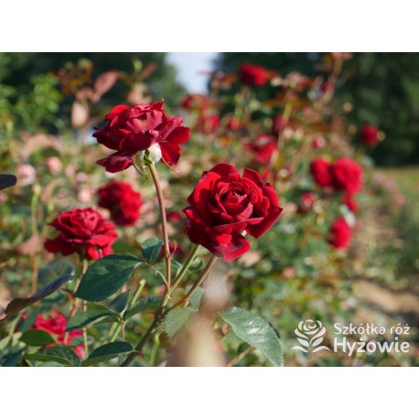 'Mushimara' Pokaźny kwiat, szczelnie wypełniony płatkami , bordowej barwy, bardzo przyjemnie pachnący. Wysoki krzew.