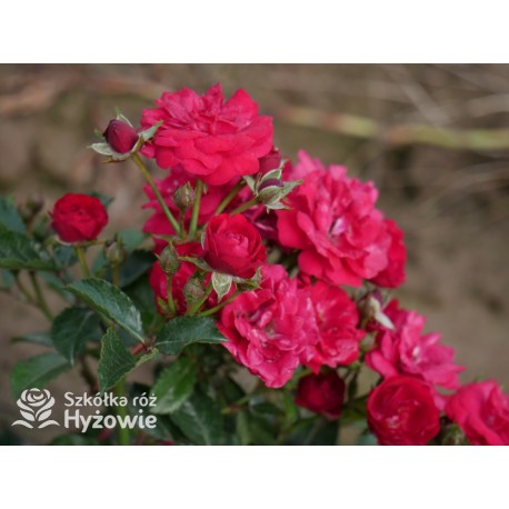 'Eberwein' Drobne, pełne kwiaty, malinowej barwy. Niziutki krzew.