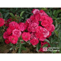 'Eberwein' Drobne, pełne kwiaty, malinowej barwy. Niziutki krzew.