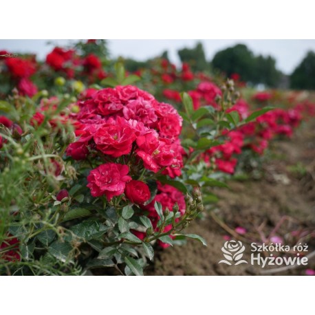 'Eberwein' Drobne, pełne kwiaty, malinowej barwy. Niziutki krzew.