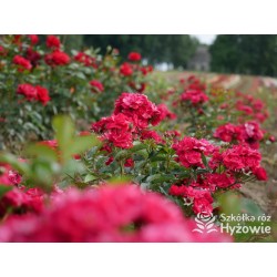 'Eberwein' Drobne, pełne kwiaty, malinowej barwy. Niziutki krzew.