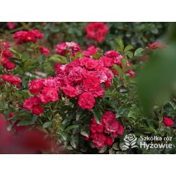 'Eberwein' Drobne, pełne kwiaty, malinowej barwy. Niziutki krzew.