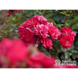 'Eberwein' Drobne, pełne kwiaty, malinowej barwy. Niziutki krzew.