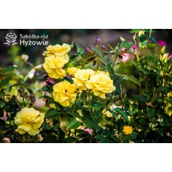 Żółta, korona wzniesiona Niewielkie, pełne kwiaty, żółtej barwy, przyjemnie pachnące. Róża pienna.